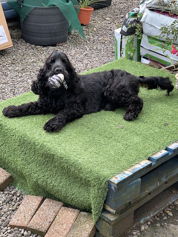 K9 Dogs Centre