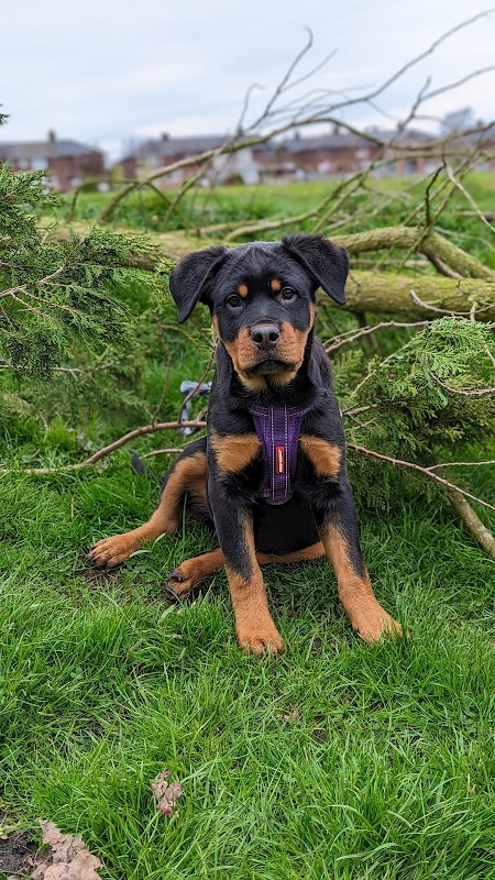 K9 Dogs Centre photo 1