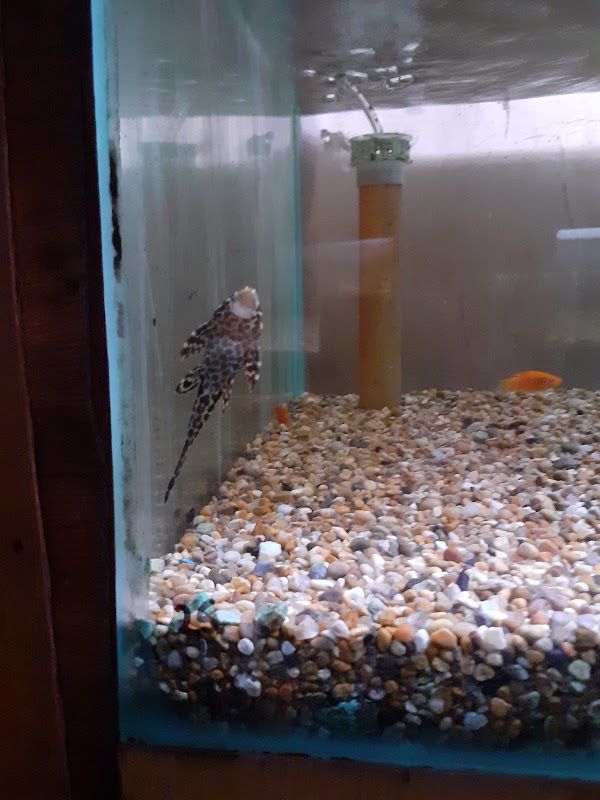 Mike & Dave's Aquarium photo 2