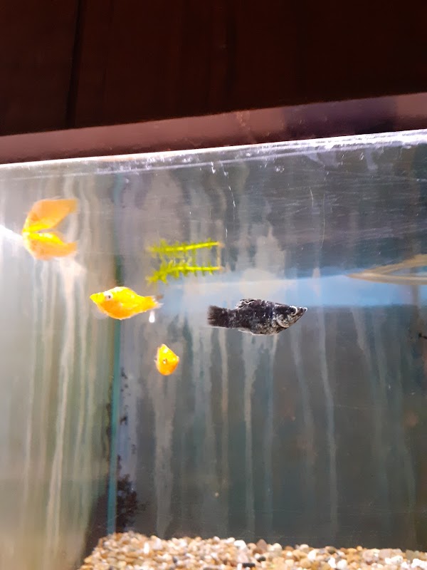Mike & Dave's Aquarium photo 1