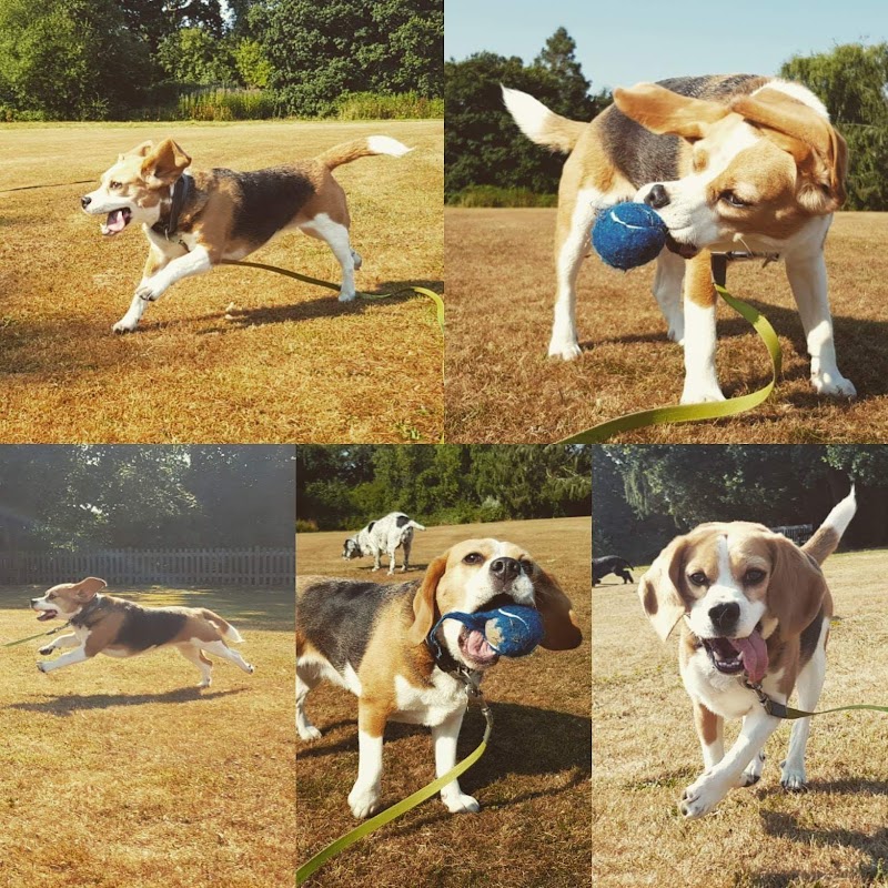 Devoted Dogs