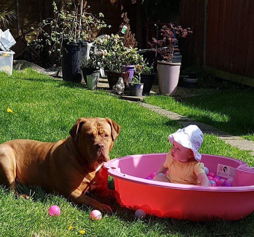 Devoted Dogs photo 1