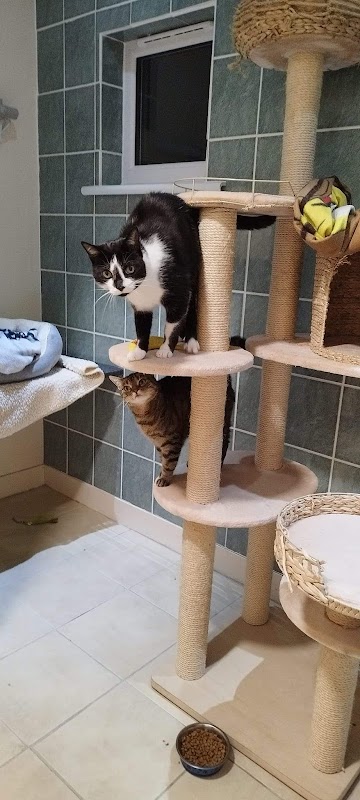 Songbird Cattery