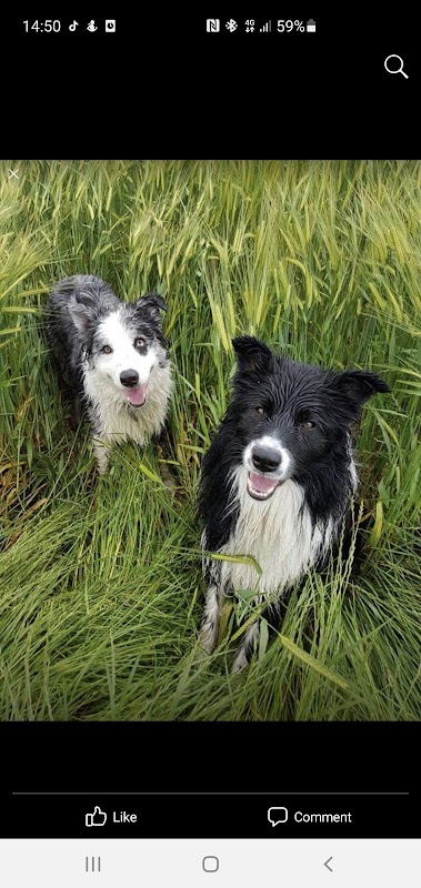 The Puppy Trainer photo 1