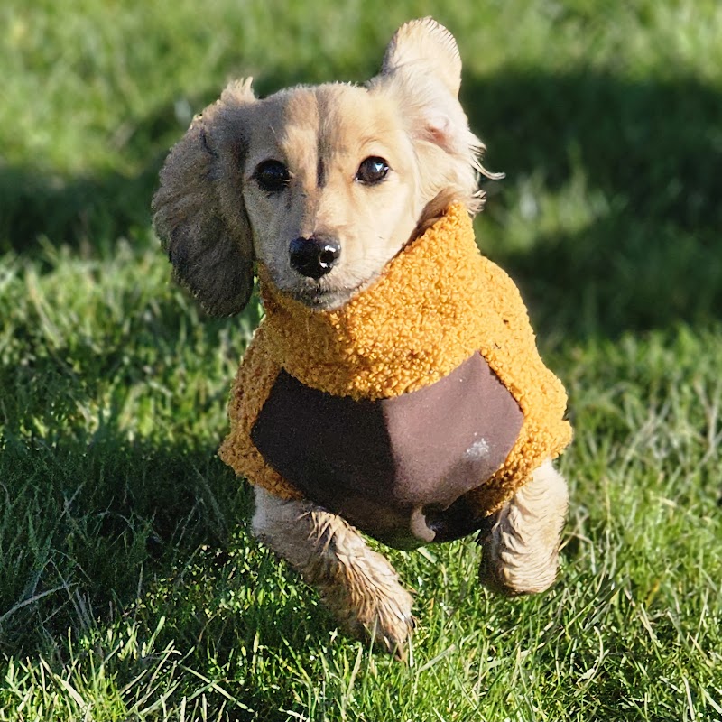 Dachshund Dog Walks