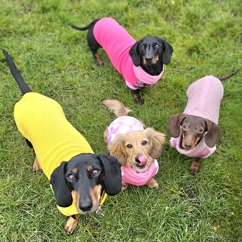 Dachshund Dog Walks photo 2