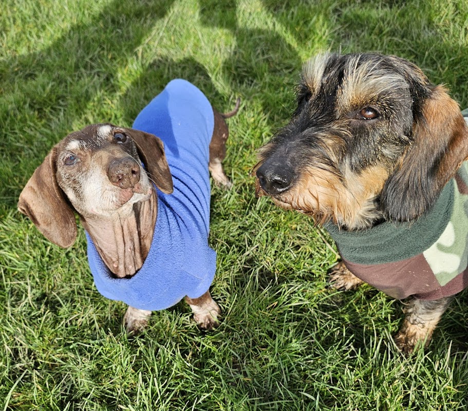 Dachshund Dog Walks photo 3