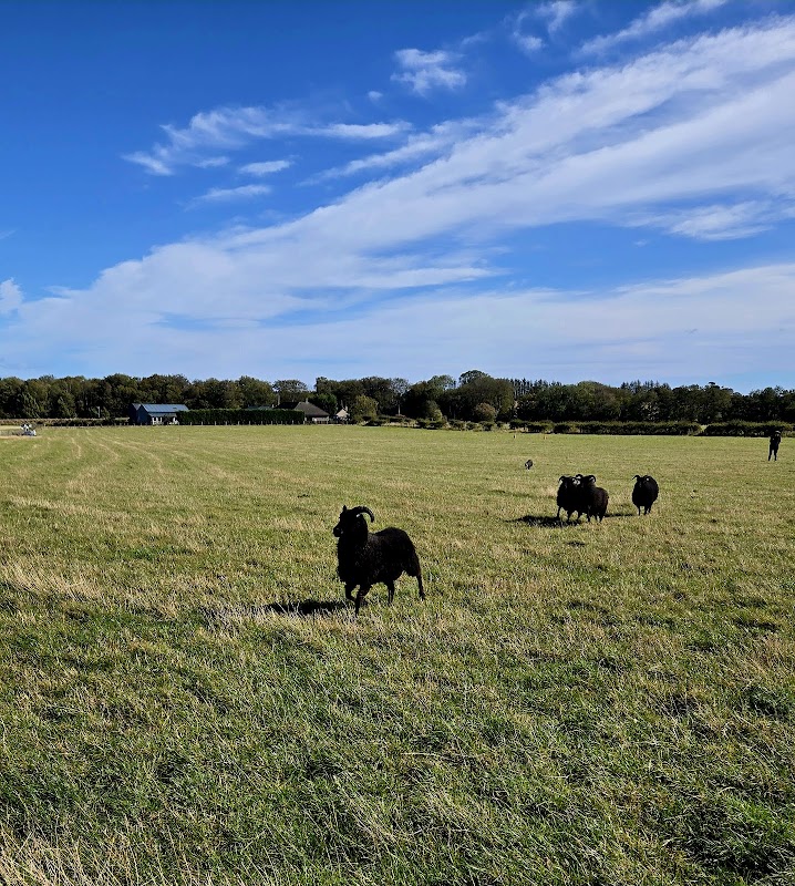 Aberdeenshire Sheepdogs