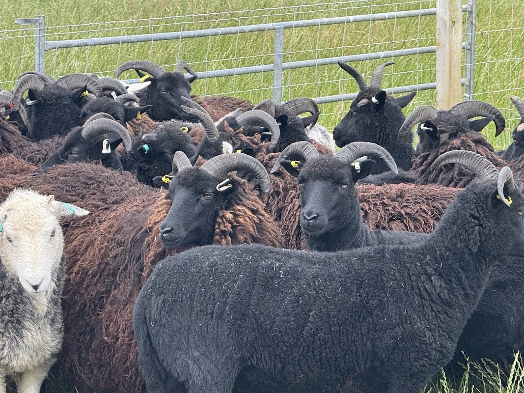 Aberdeenshire Sheepdogs photo 2