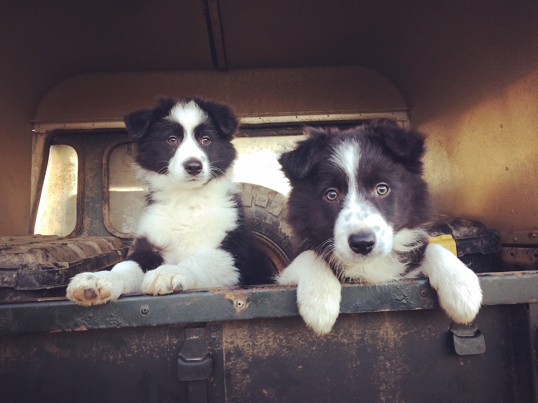 Aberdeenshire Sheepdogs photo 3