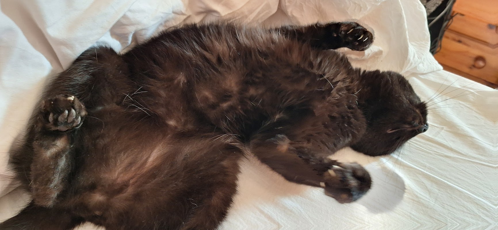 Achates Cattery photo 3