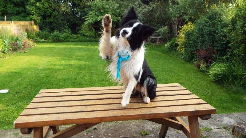 EXEmplar Dogs photo 3