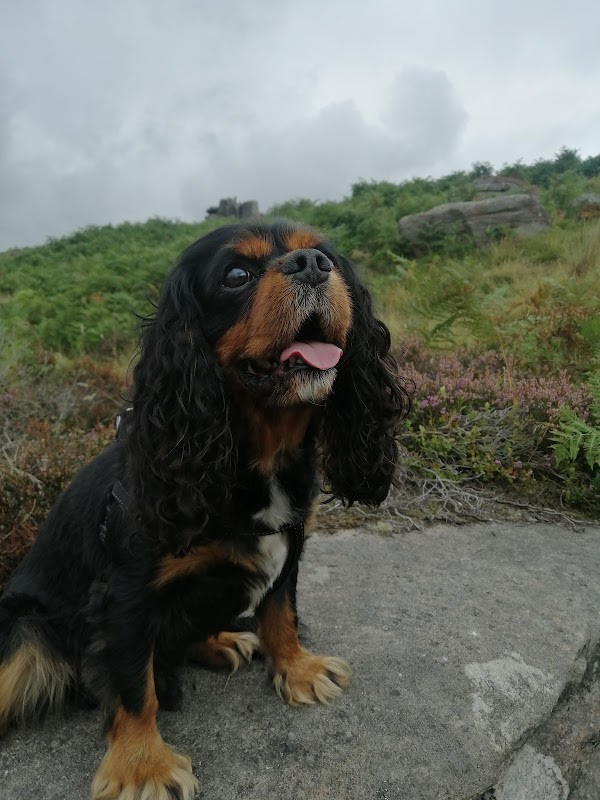 The Happy Dog