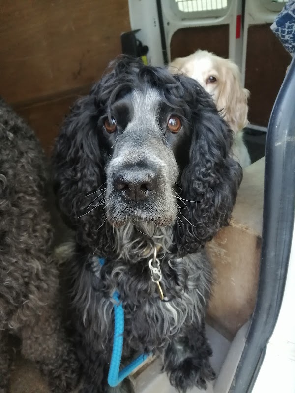 The Happy Dog photo 3