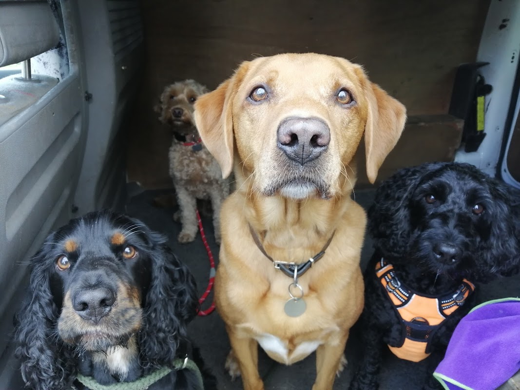 The Happy Dog photo 2