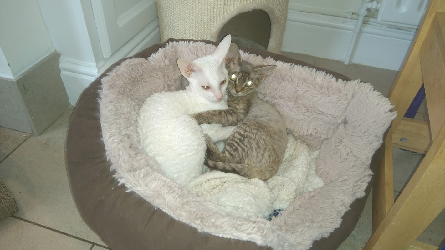 Bali Hai Country Club For Cats & Dogs photo 2