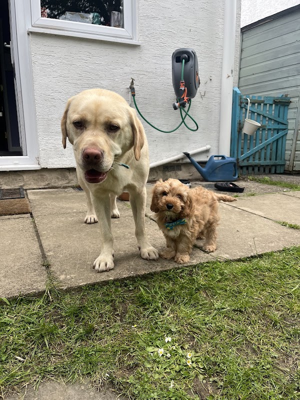 Tynywaun Kennels photo 1