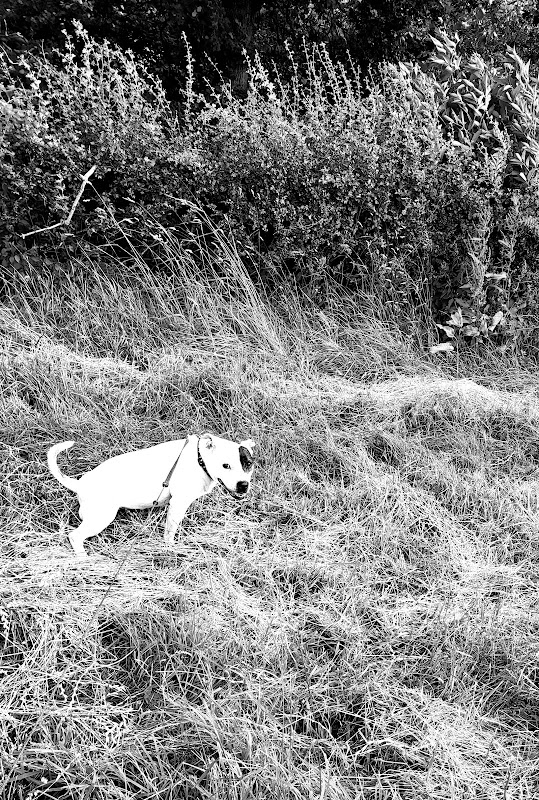 Hey Barn Catteries & Kennels photo 2