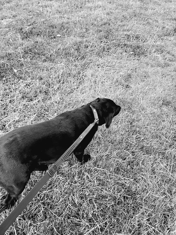 Hey Barn Catteries & Kennels photo 1