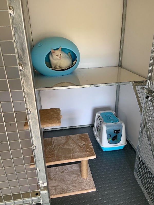 Buskhill Cattery photo 3