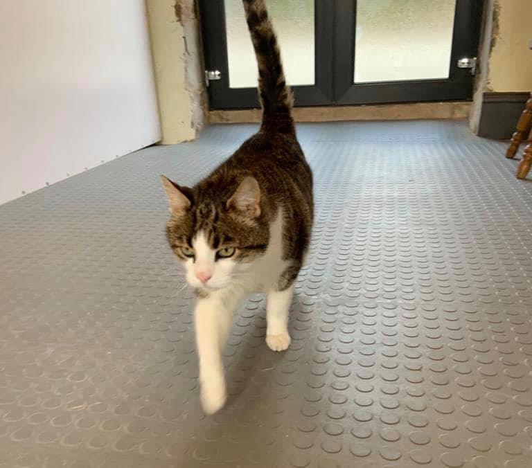 Buskhill Cattery photo 1
