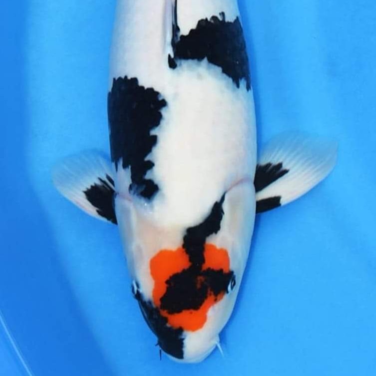 Beautiful Koi photo 2