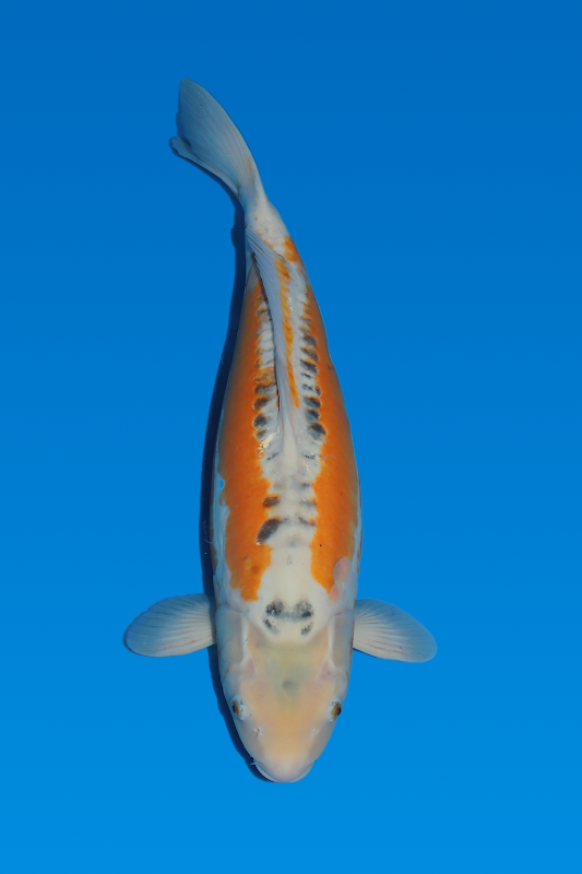 Beautiful Koi photo 1