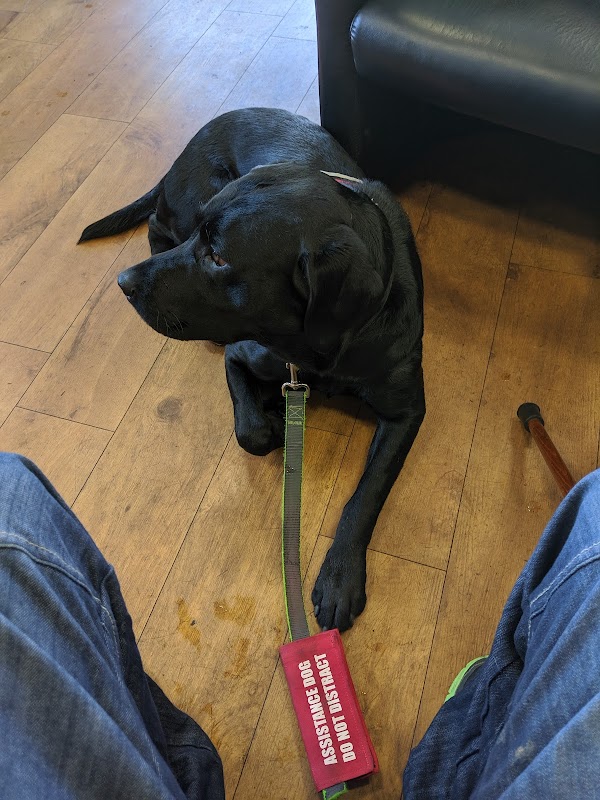 Dog Whisperer Poole & Bournemouth
