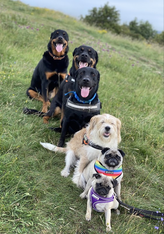 Alpha Omega Pet Services - Dog Care Services Sunderland