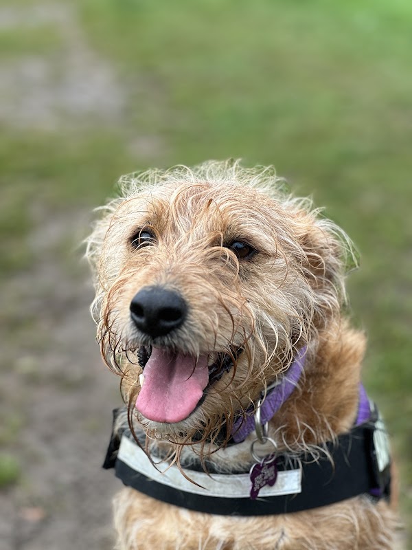 Alpha Omega Pet Services - Dog Care Services Sunderland photo 2