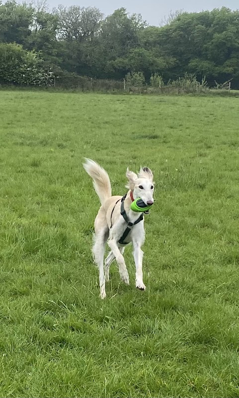 Bankside Farm Dog Exercise Field photo 1