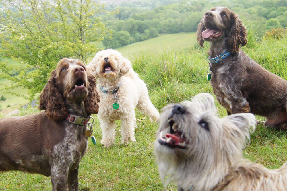 Bright Eyes Dog Care
