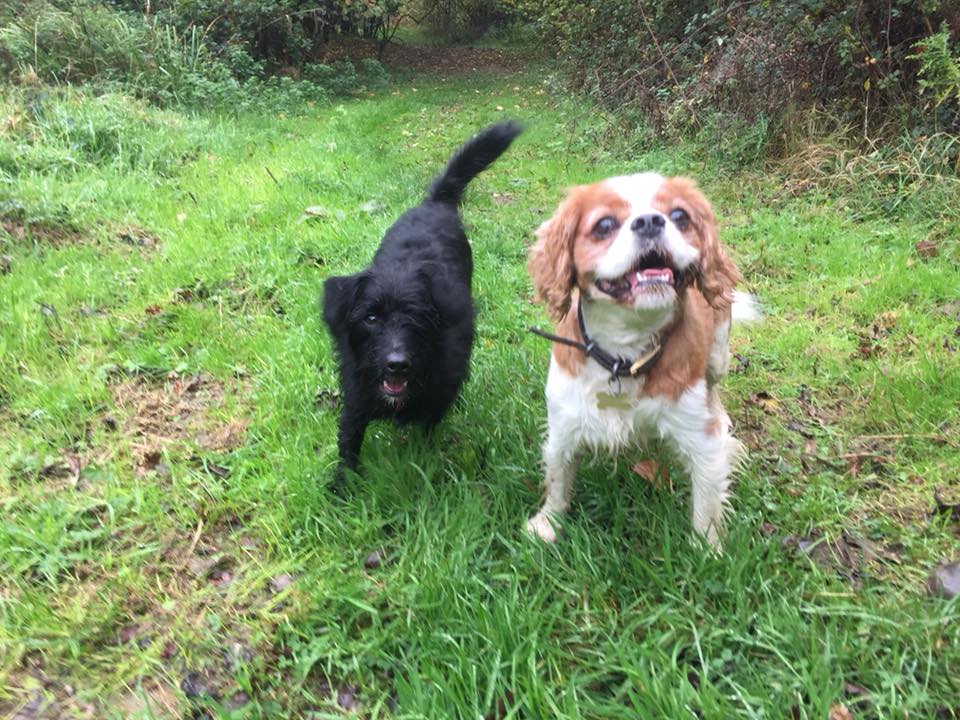 Bright Eyes Dog Care photo 3