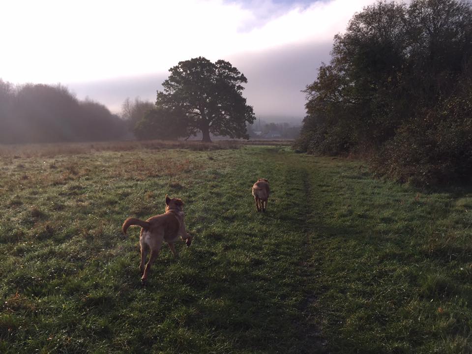 Bright Eyes Dog Care photo 1