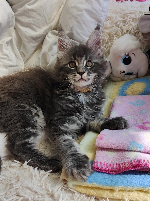 SapphireCoons Maine Coon Cattery | GCCF & TICA Registered