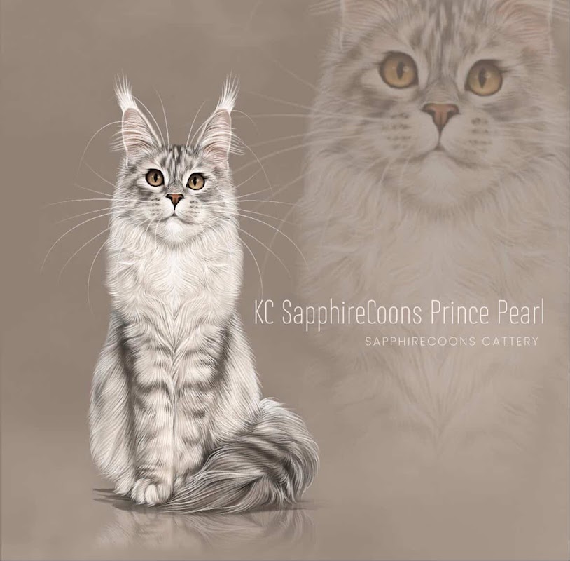 SapphireCoons Maine Coon Cattery | GCCF & TICA Registered photo 1