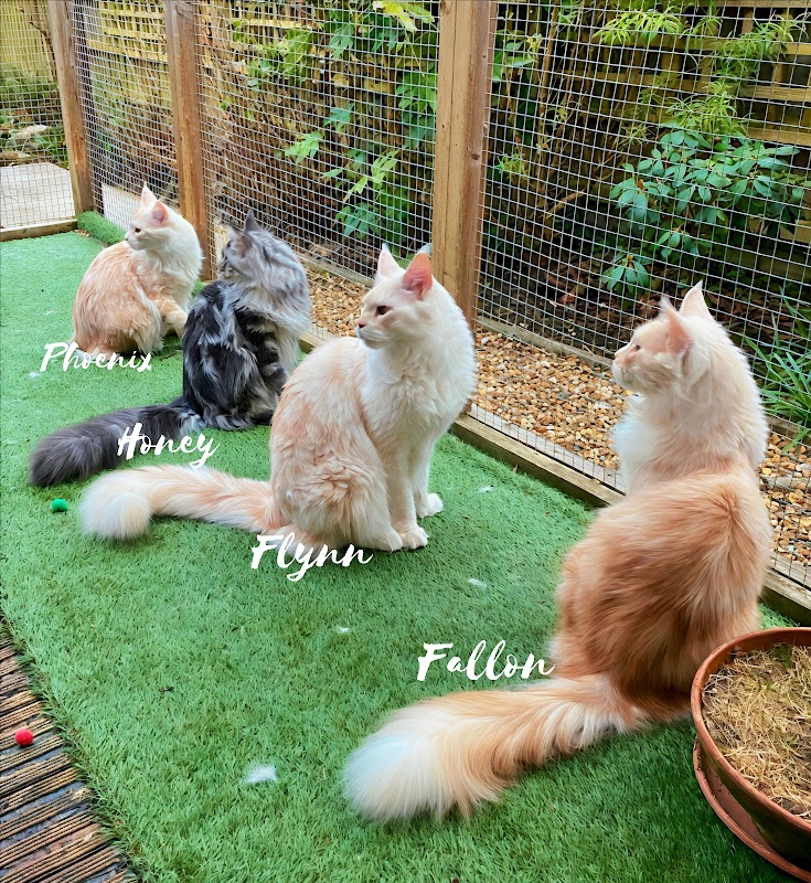 SapphireCoons Maine Coon Cattery | GCCF & TICA Registered photo 3