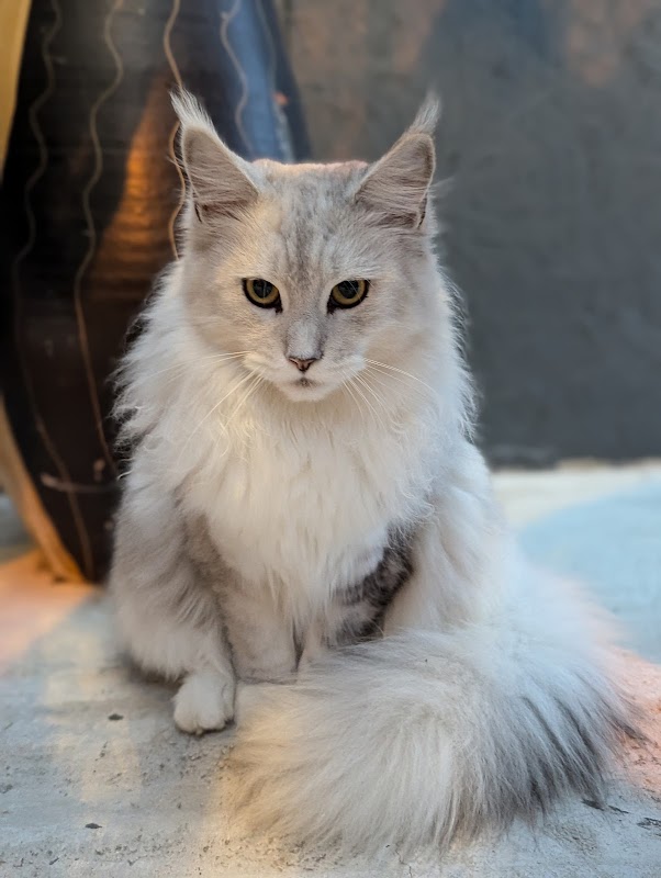 Maine Coons breeder KLEOOKET