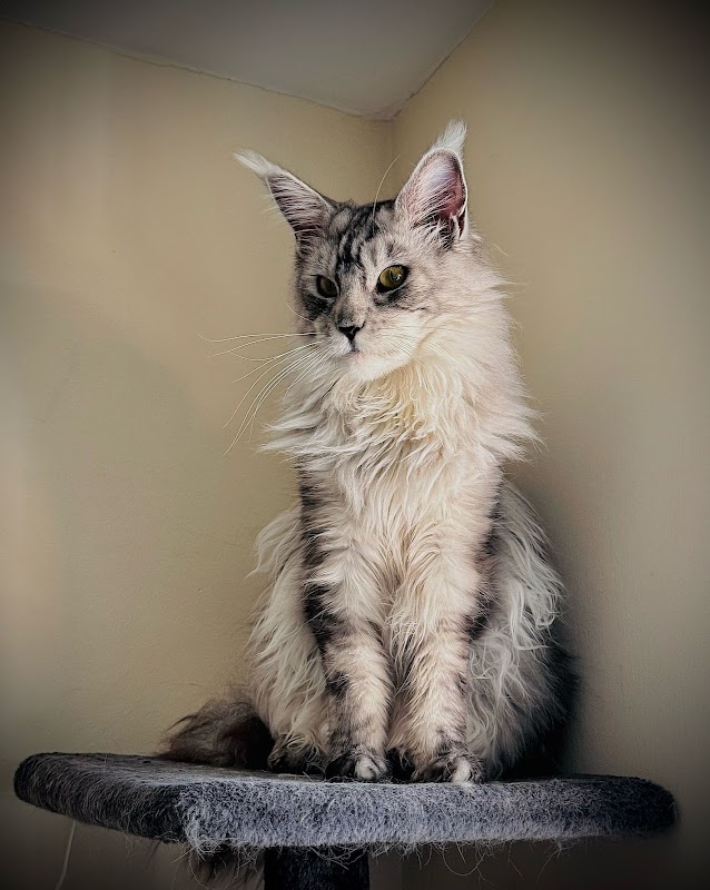 Maine Coons breeder KLEOOKET photo 1