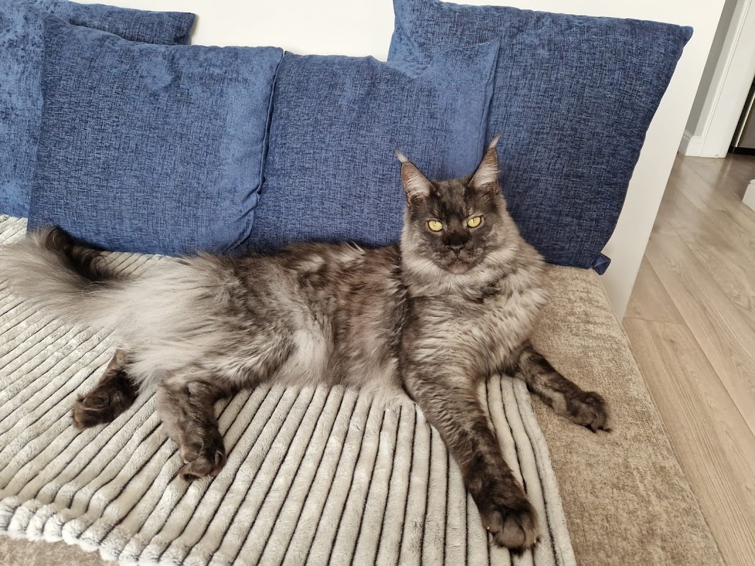 Maine Coons breeder KLEOOKET photo 2