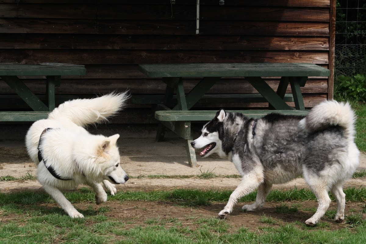 Tonbridge Husky & Malamute Walking Group photo 3
