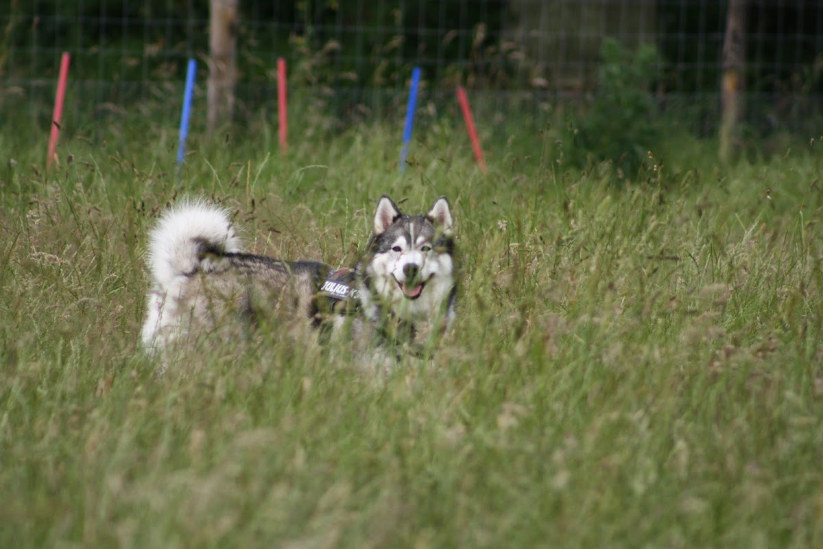 Tonbridge Husky & Malamute Walking Group photo 1