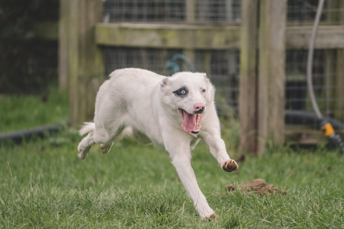 Glasfryn Kennels photo 1