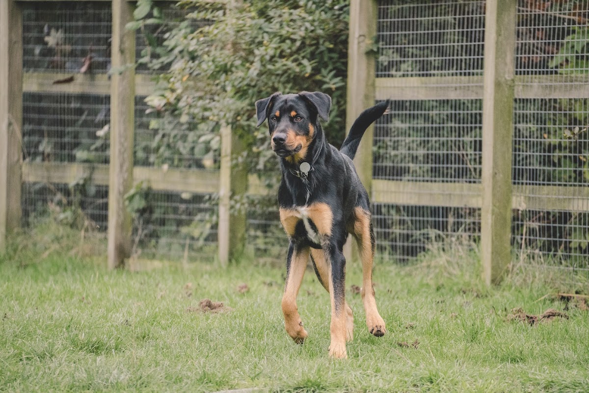 Glasfryn Kennels photo 3