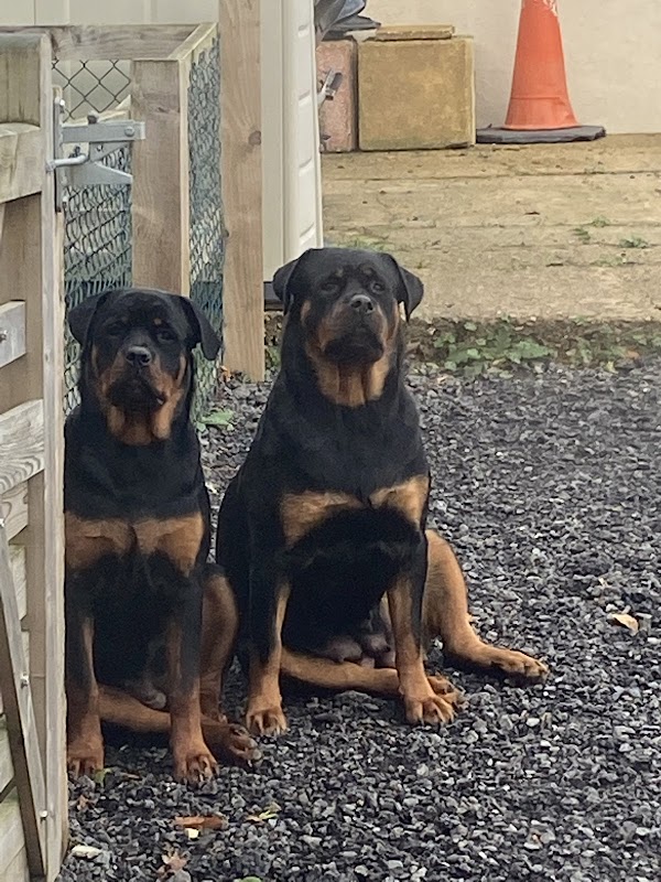 Ashjonvan Dog Breeder