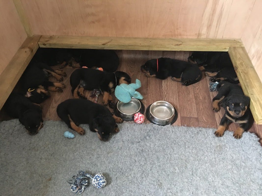 Ashjonvan Dog Breeder photo 1
