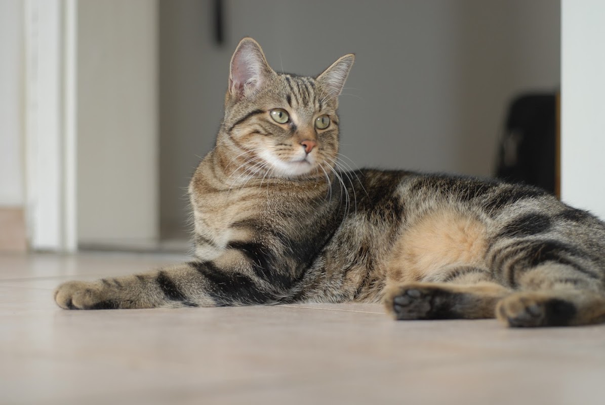 Orchard Farm Cattery
