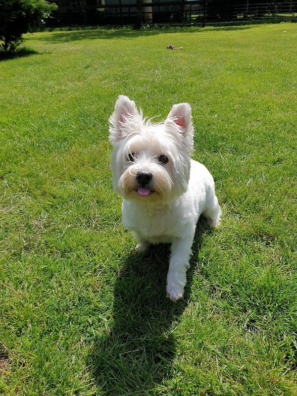 Amblewood Kennels photo 2