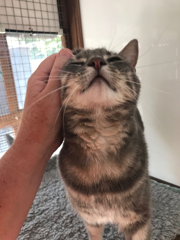 Riverside Cattery
