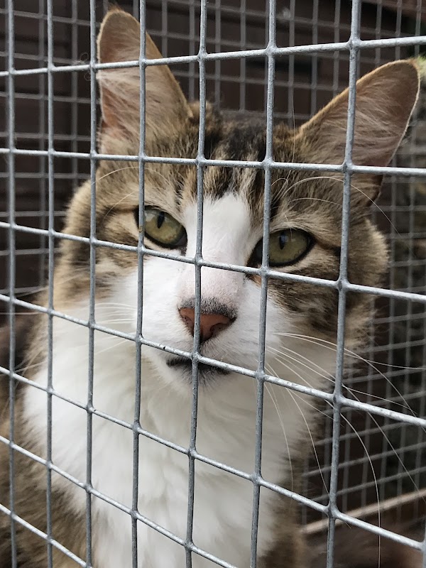 Riverside Cattery photo 1